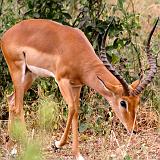 TANZANIA - Lake Manyara National Park - 23